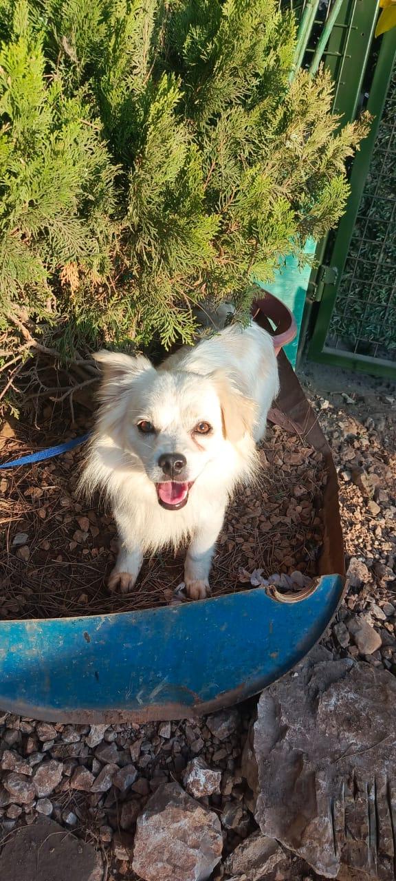 Cooki, un simil volpino allegro e giocherellone Foto 5